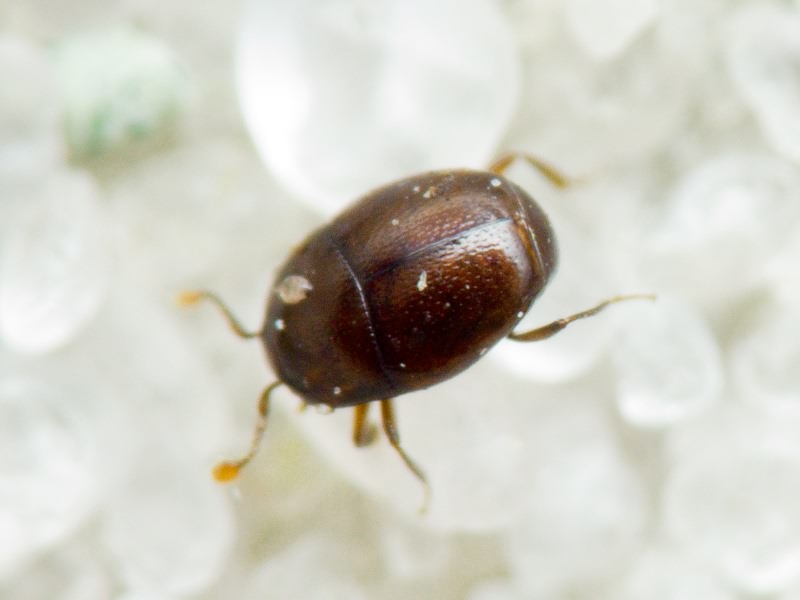 Acritus minutus (Herbst, 1791)